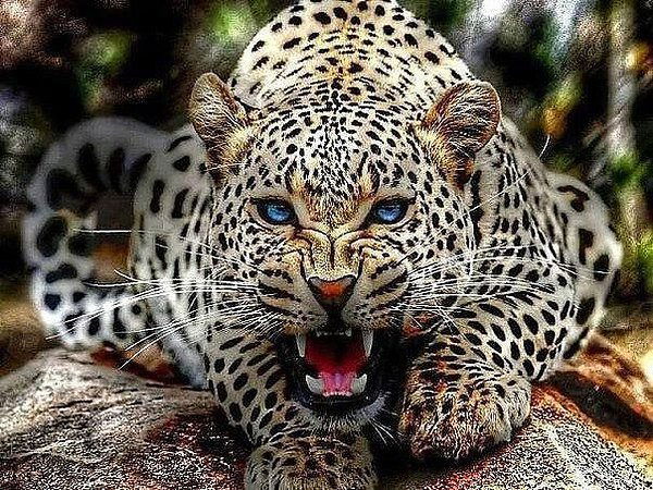 Александр Боловинцев