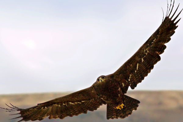 Володя Тарасов