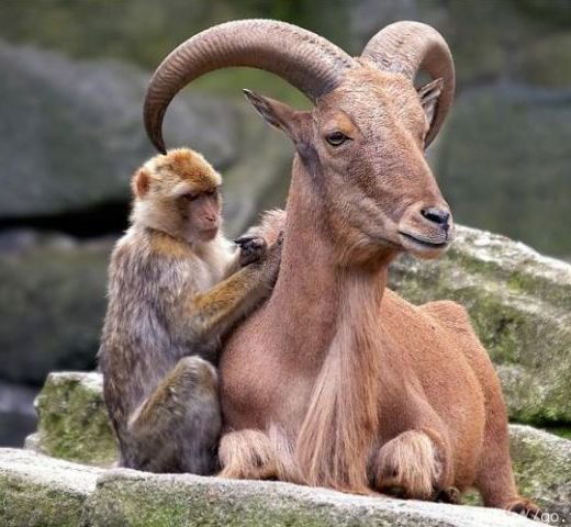 Ирина Репина