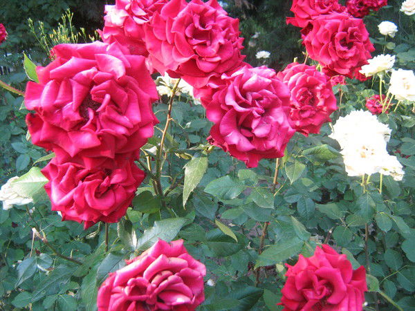 Мадина Аубакирова