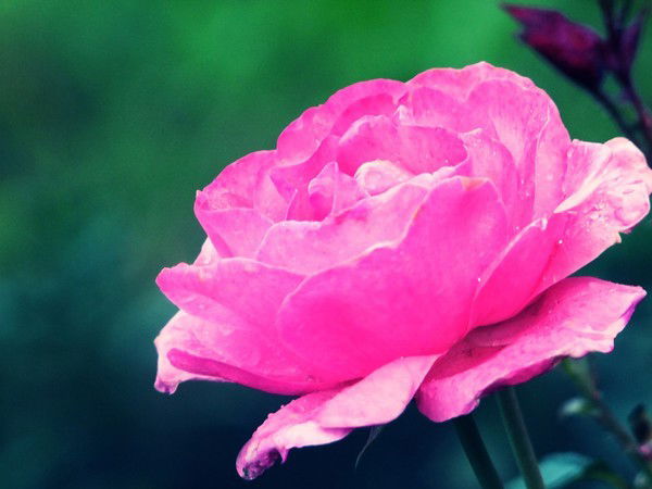 Гульнара Сафаргалиева