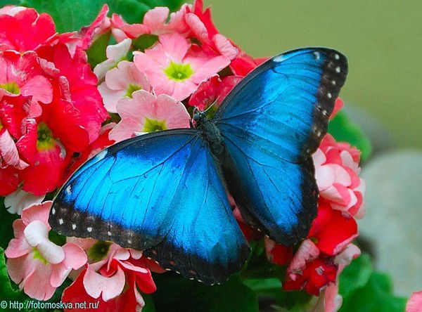 Гульнара Акумбаева