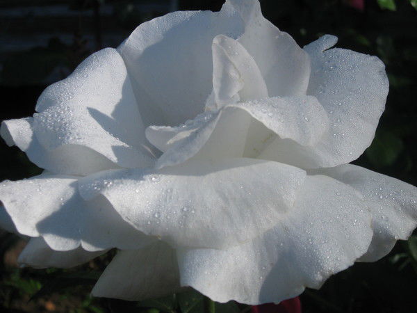 Елена Акинина