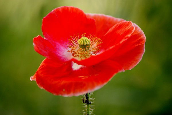 Айгуль Курмашева