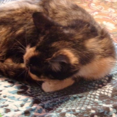 Ксения Сибирекова