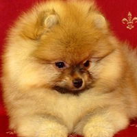 Нюша Нюшина