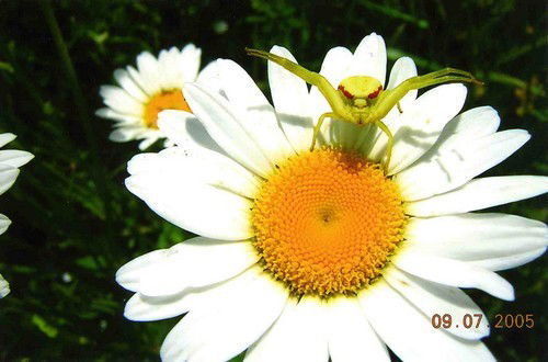 Елена Бушуева