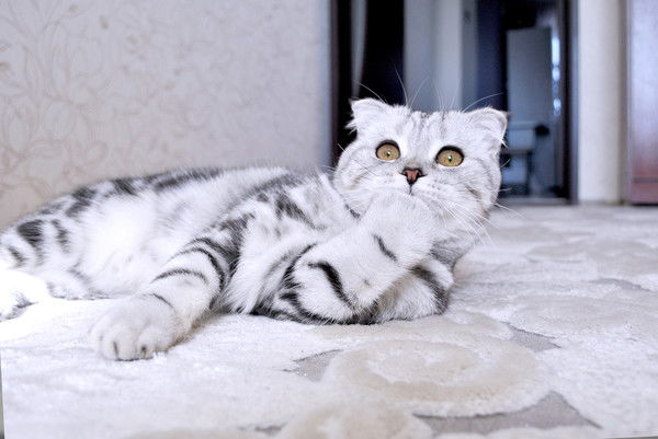 Света Осипова