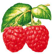 Анюта Шевченко