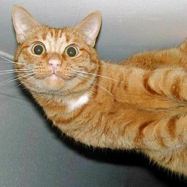 Владимир Иванцов