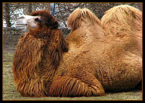 Camel Camelot