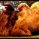 Camel Camelot