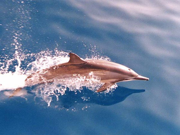 Игорь Бянкин