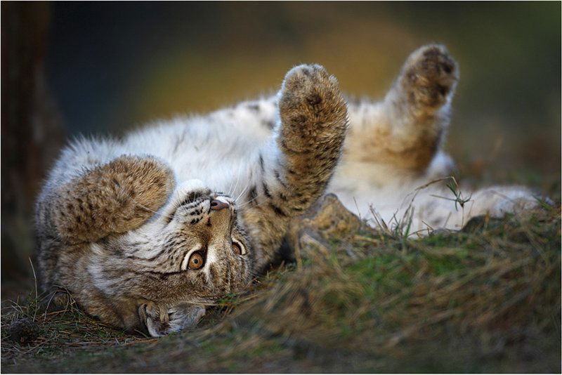 Танюха Шмакова