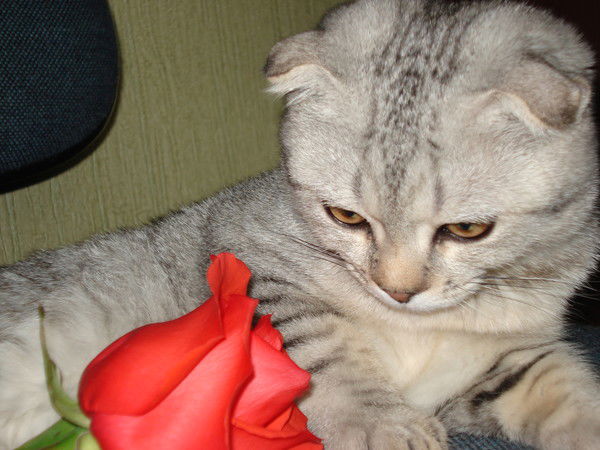 Виктория Данилова