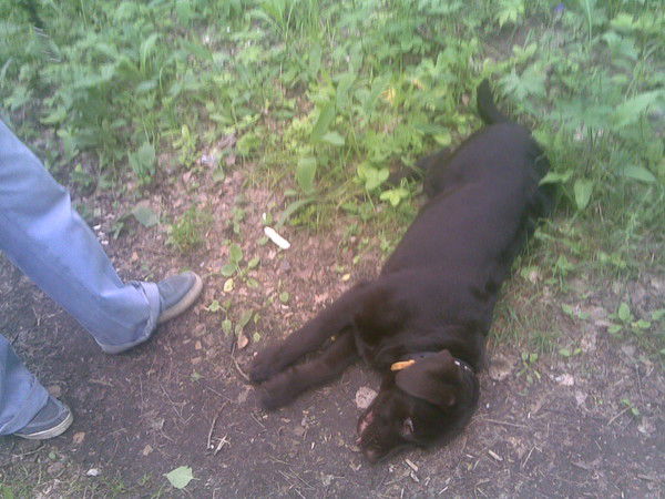 Галина Демьяненко