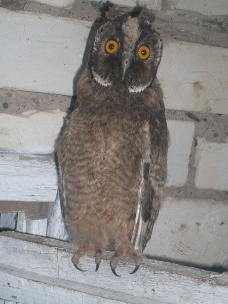 Наталья Старцева