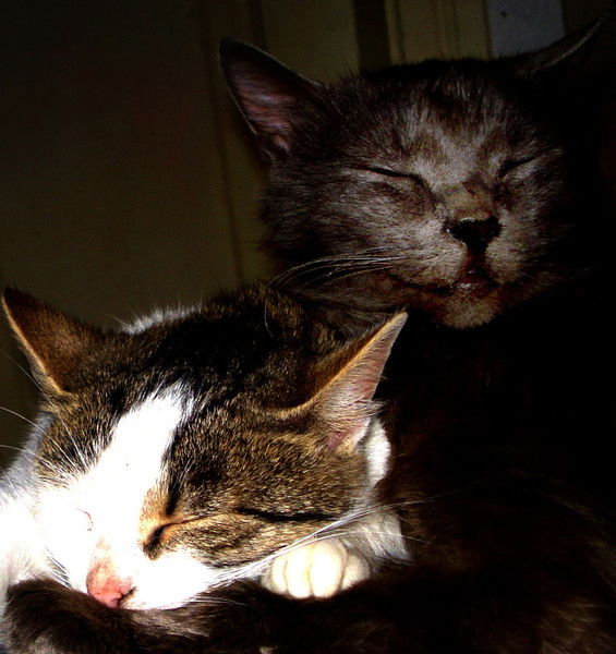 Екатерина Западенко