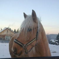 Оксана Соколова