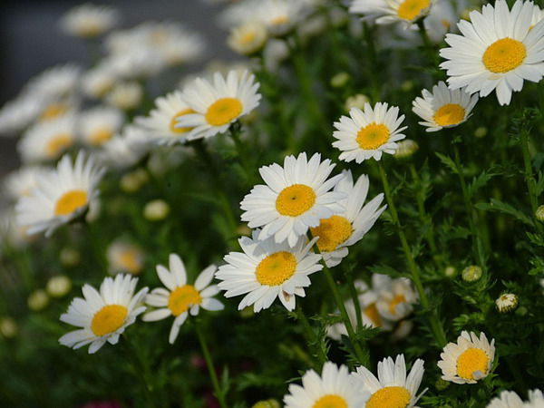 Юлия Герасимова