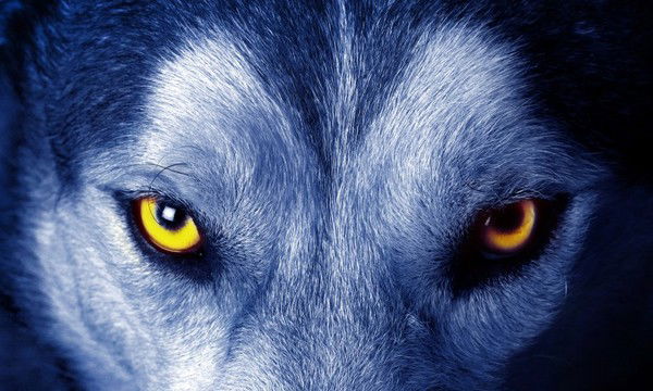 Юрий Волков