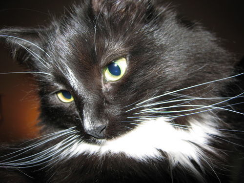 Мария Тюкалова