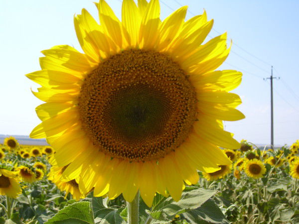 Светлана Фатнева