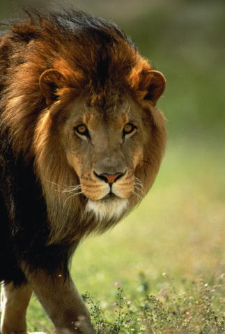 Руслан Ахметов