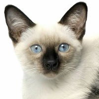 Варвара Ковалева