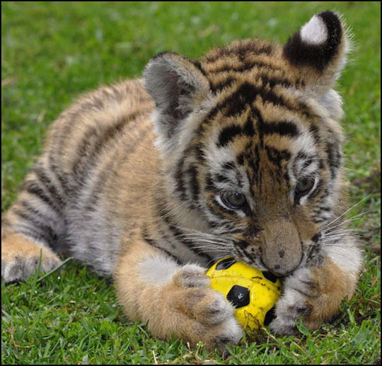 Виктор Игонин