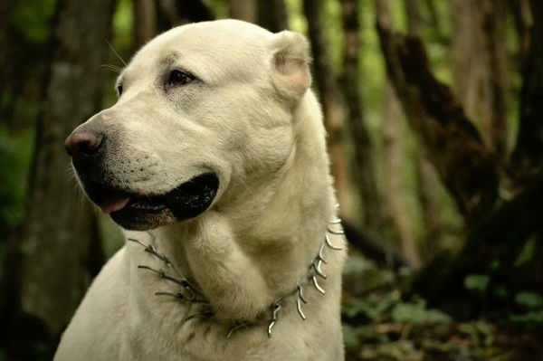 Наталья Аверкина