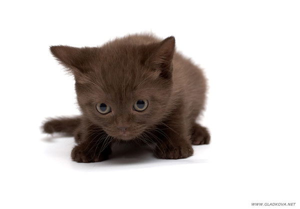 Ольга Долгушина