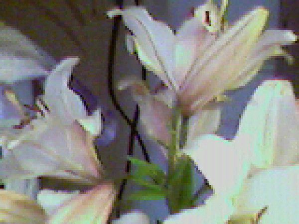 Оксана Головина