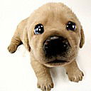 Даниил Черепанин