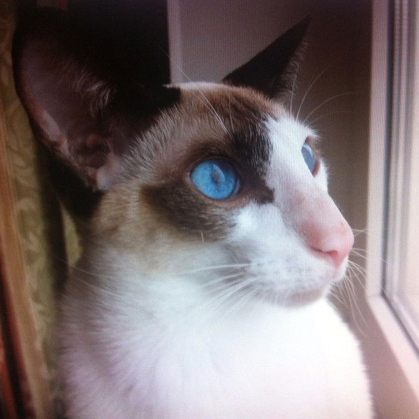 Алла Медведева