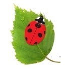 Сергей Волков