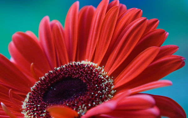 Светлана Солодова