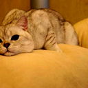 Nice Cat