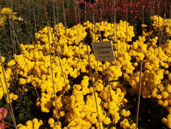 Елизавета Беляева