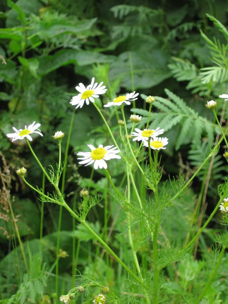 Светлана Суржик