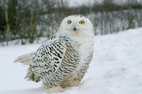 Роман Кадыров