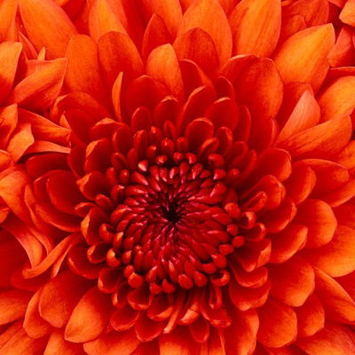 Максим Бужу