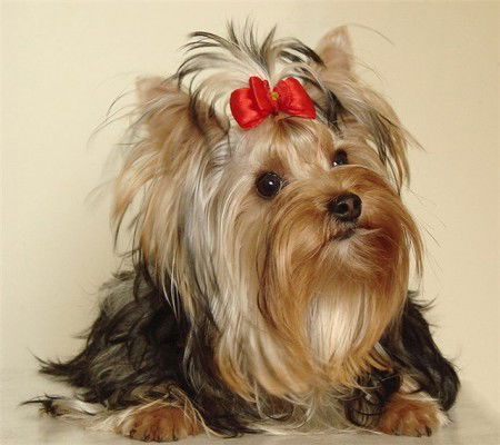 Геша Романтик