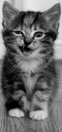 Илья Васильев