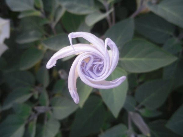 Надежда Шаповалова