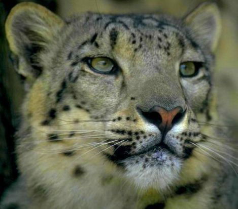 Константин Цветков