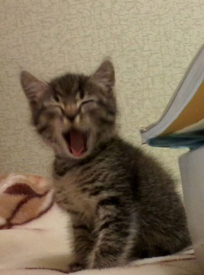 Илья Прокофьев