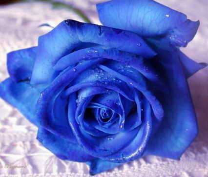 Ольга Сташкова