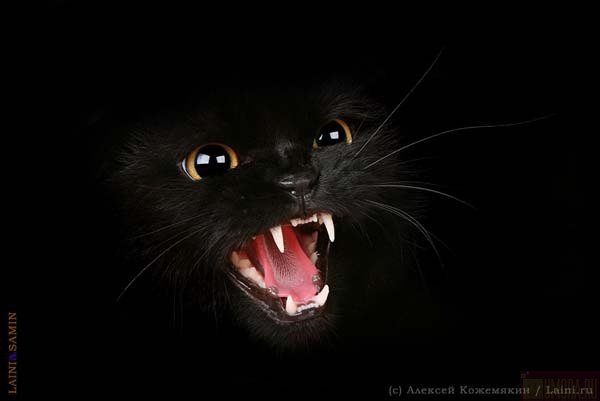 Светлана Сухарева