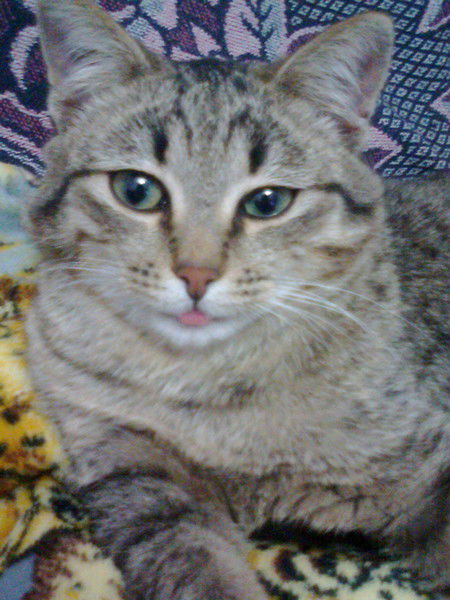 Аружан Кенжибеккызы Бурхан